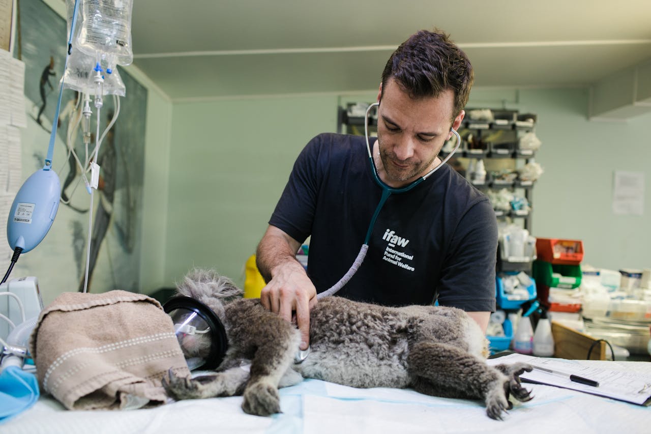about-us-01 Veterinarian examines a koala in a clinic in Australia.