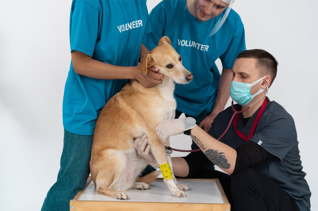 A veterinarian and volunteers conducting a checkup on a dog at a clinic.